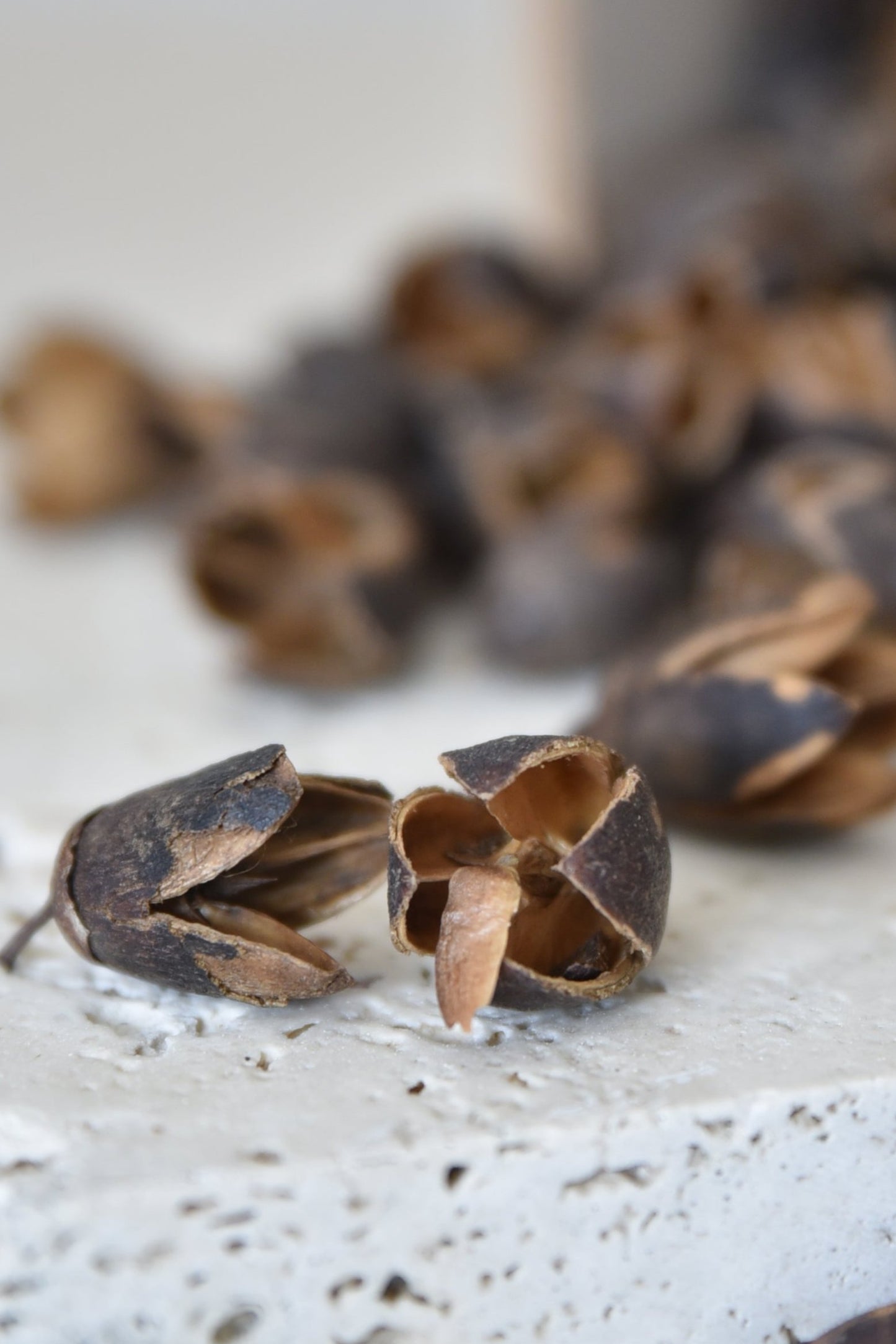 Sušený plod - bakuli