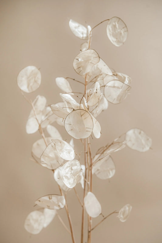 Dried Lunaria