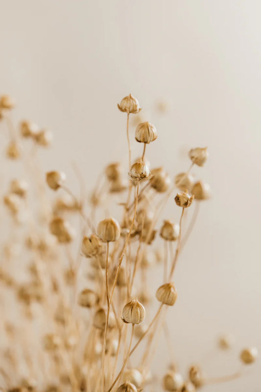 Dried flax